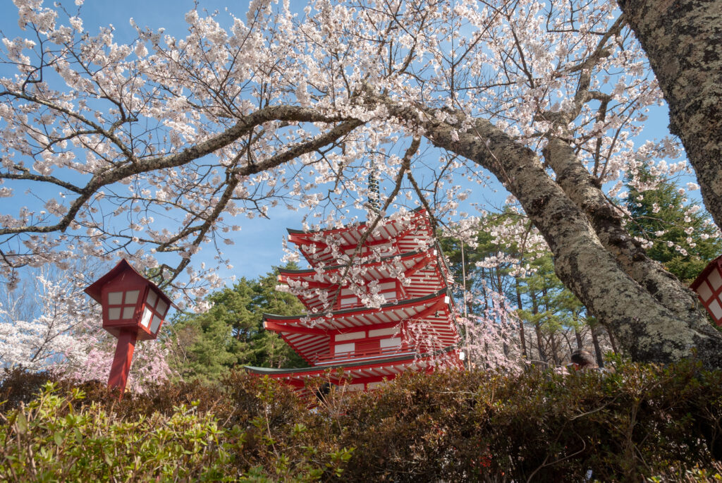 Chureito pagoda, sakury