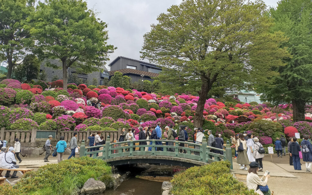rozkvetlé azalky, květinový festival Tsutsuji Matsuri ve svatyni Nezu, Japonsko na jaře