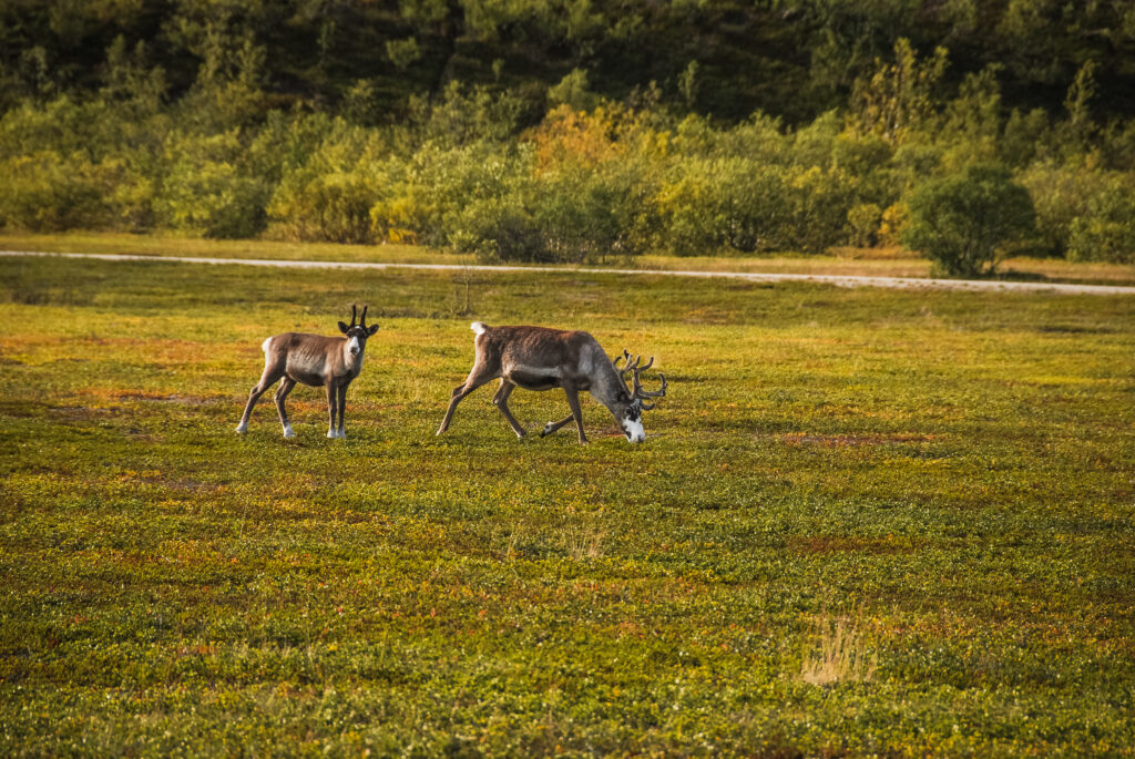sobi za polárním kruhem, Finnmark, Norsko