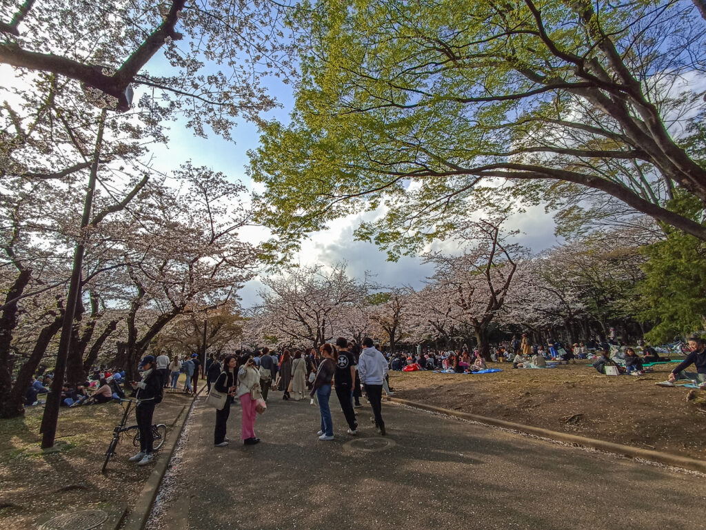 sakury park Yoyogi, Tokio