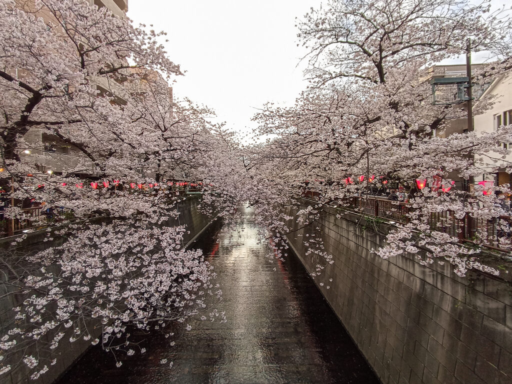 sakury kanál Nakameguro Tokio