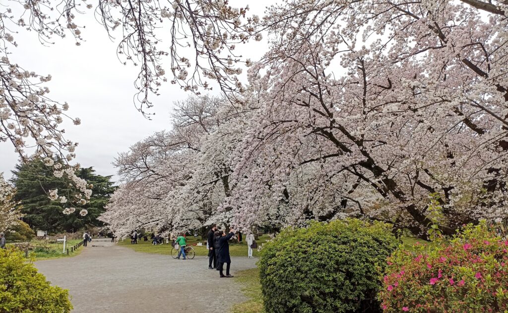 sakury, botanická zahrada Koishikawa, Tokio