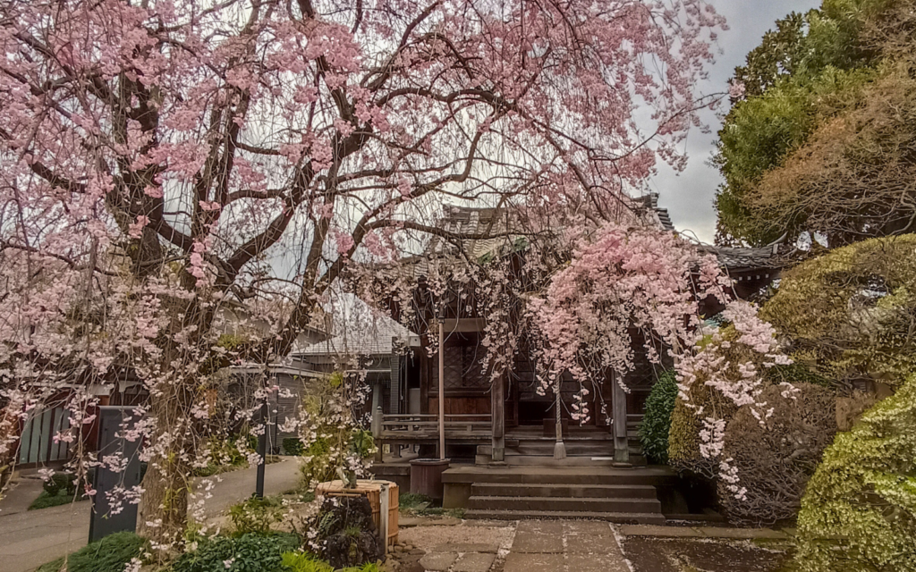 Tokio, kam za sakurami