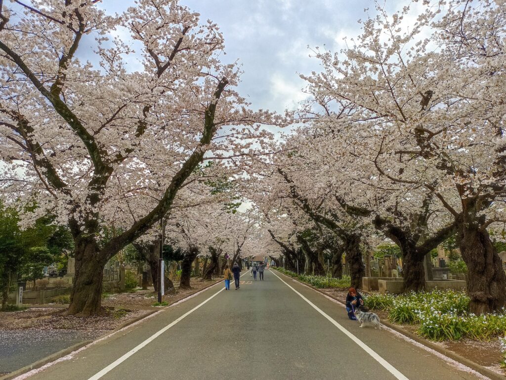sakury hřbitov Yanaka, Tokio