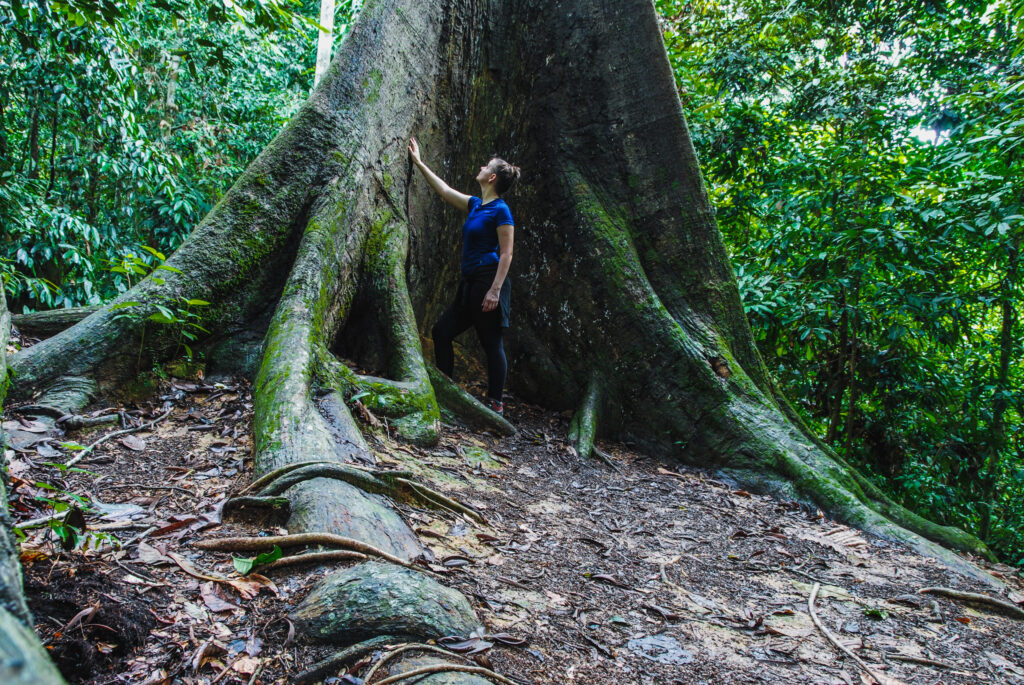 džungle, Borneo, Malajsie