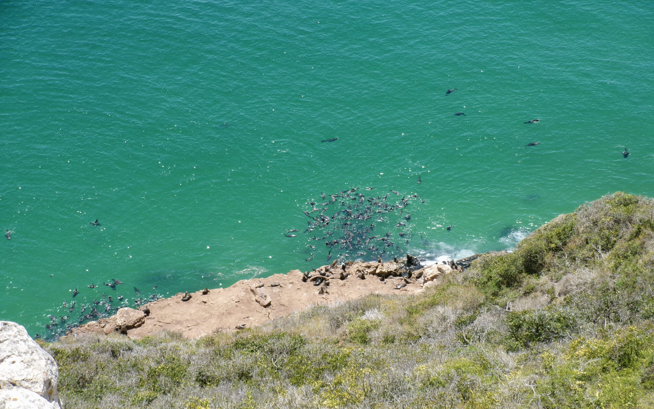 lachtani, přírodní rezervace poloostrov Robberg, Garden Route, Jihoafrická republika