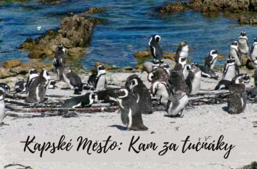 tušňáci v okolí kapského města